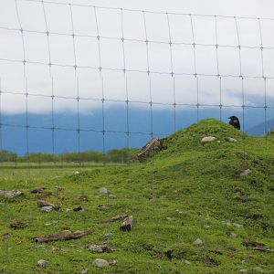 Wood Bison and Common Raven