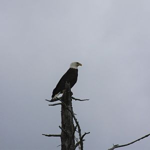 Wild Bald Eagle