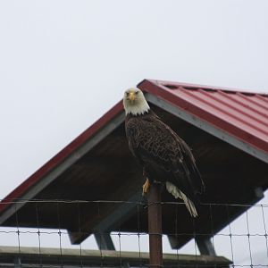 Wild Bald Eagle