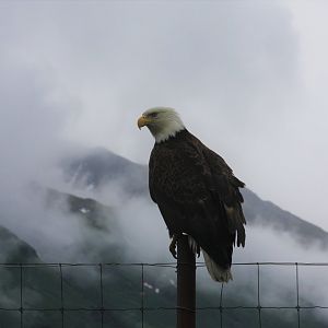 Wild Bald Eagle