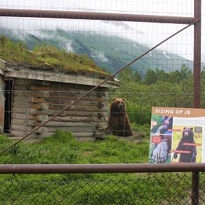 Brown Bear Exhibit