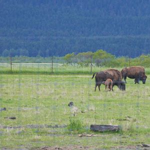 Wood Bison