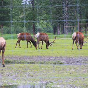 Bull Elk