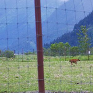 Wood Bison Calf