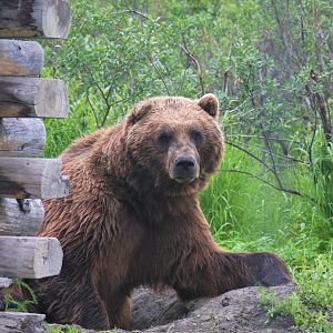 Brown Bear