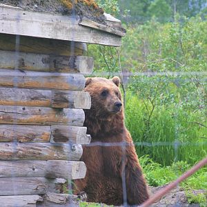 Brown Bear