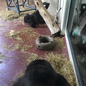 Western lowland gorilla