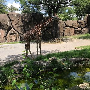 Giraffe