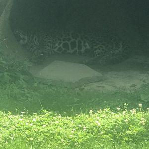 Jaguar in lion exhibit
