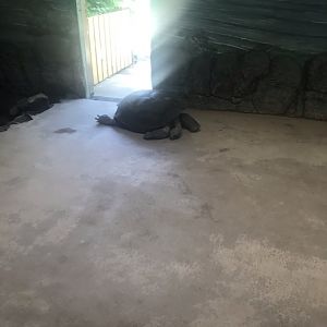 Giant tortoise indoors