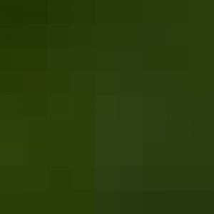 Black-chested buzzard-eagle