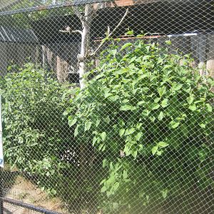 Munkholm Zoo - Dove aviary