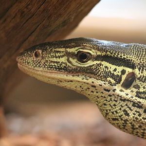 Yellow-spotted Monitor