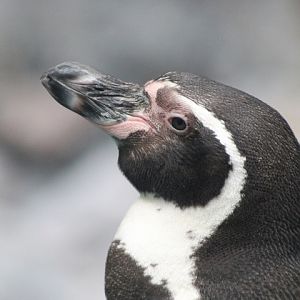 Humboldt Penguin