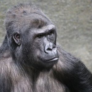 Western Lowland Gorilla