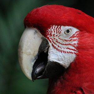 Red-and-green Macaw