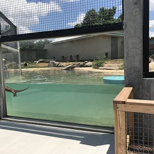 New River Otter Exhibit