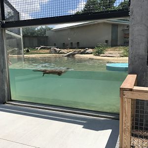 New River Otter Exhibit