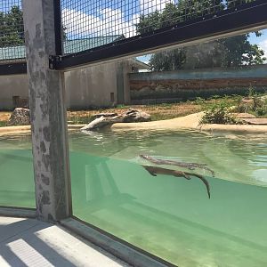 New River Otter Exhibit