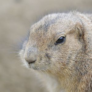 Black-tailed prairie dog [2017]