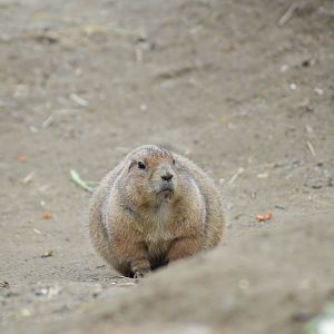 Black-tailed prairie dog [2017]
