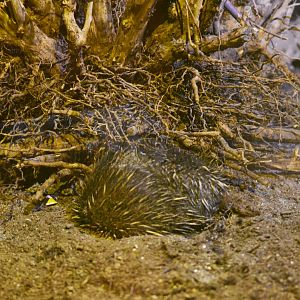 Short-beaked echidna [2017]