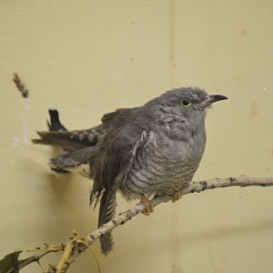 Common cuckoo [2017]