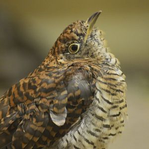 Common cuckoo [2017]