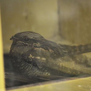 European nightjar [2017]