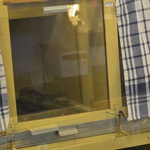 European nightjar [2017]