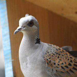 European turtle dove [2017]