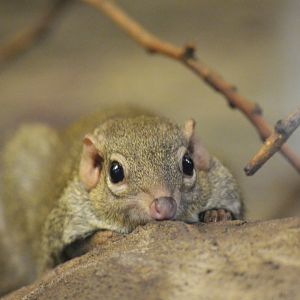 Northern treeshrew [2017]