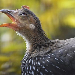 Grey junglefowl [2017]