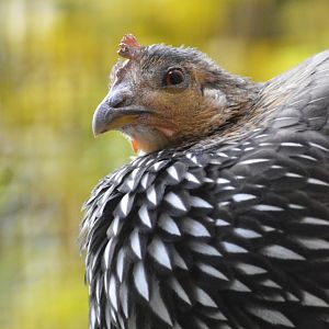Grey junglefowl [2017]