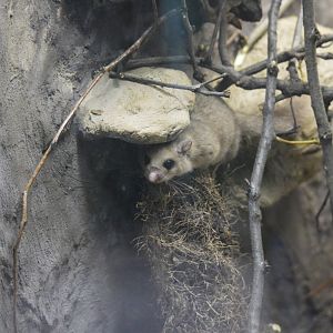 Edible dormouse [2017]