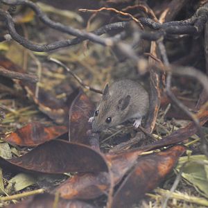 Yellow-necked mouse [2017]