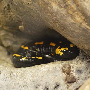 Fire salamander [2017]