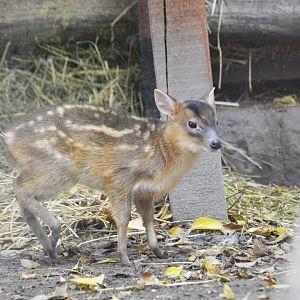 Reeves's muntjac [2017]