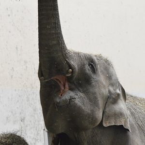 Asian elephant [2017]