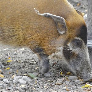 Red river hog [2017]
