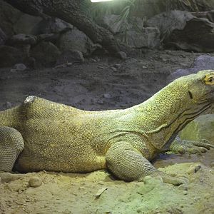 Komodo dragon [2017]