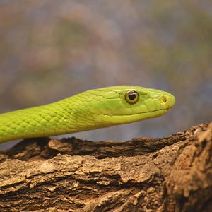 Western green mamba [2017]