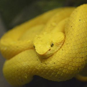 Eyelash viper [2017]