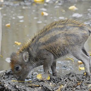 Negros warty pig [2017]