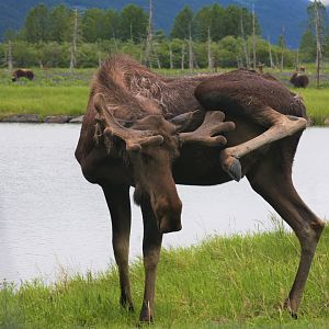 Moose and Muskox
