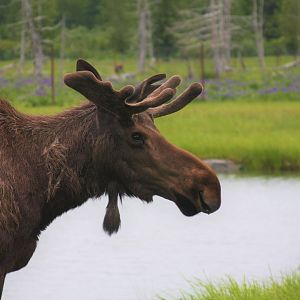 Moose