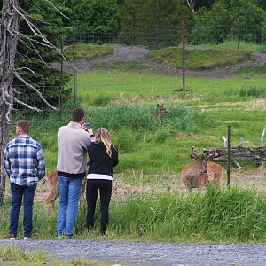 Sitka Black-tail Deer and Guests