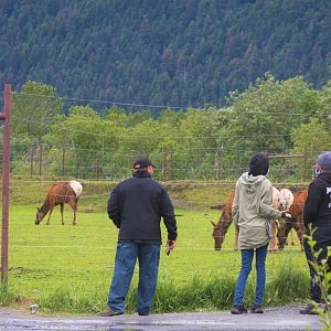 Elk and Guests