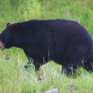 American Black Bear