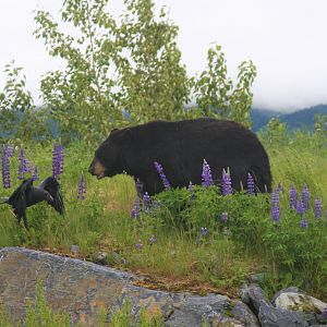 American Black Bear